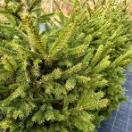 Smrek obyčajný (Picea abies) - výška 140-175 cm, kont. C25L